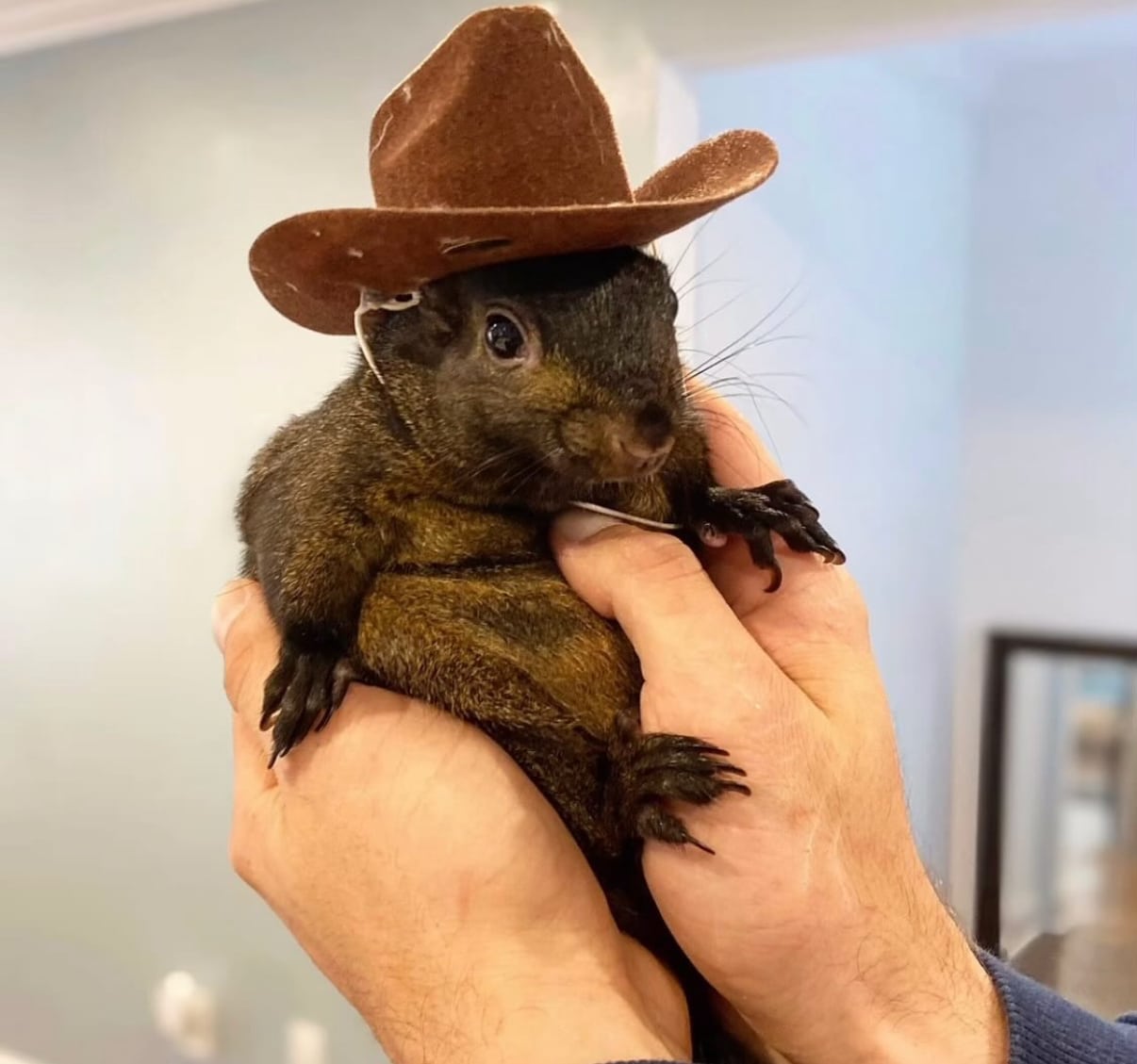 Death of famous squirrel sparks scandal and meme coin rally: What's going on? - 4